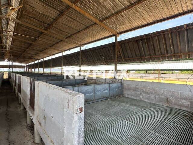 Granja para Venta en Maracaibo - 4